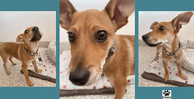 Adopt-a-Pet